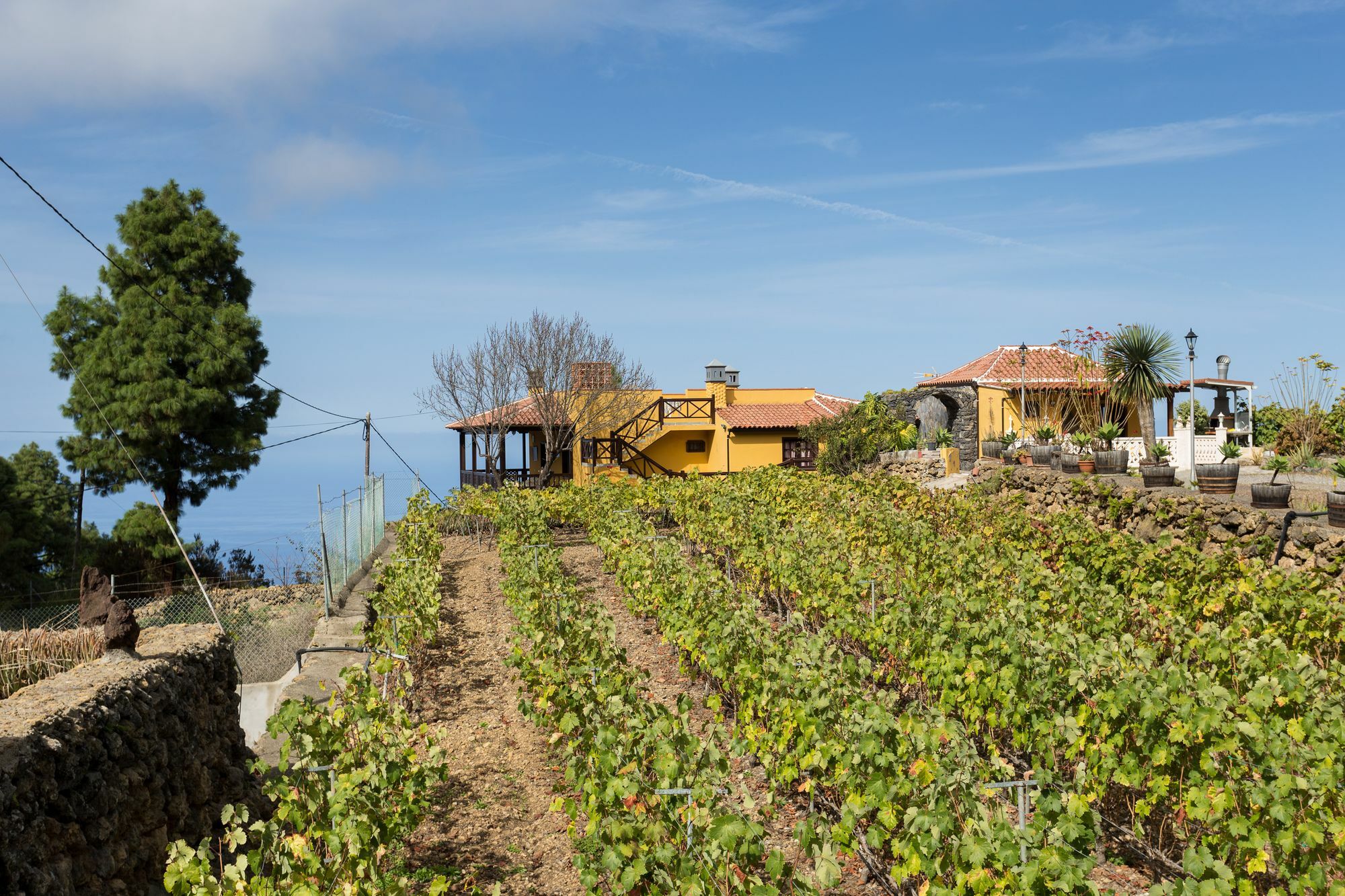 הוילה איקוד דה לוס וינוס Finca Casa Yaya מראה חיצוני תמונה