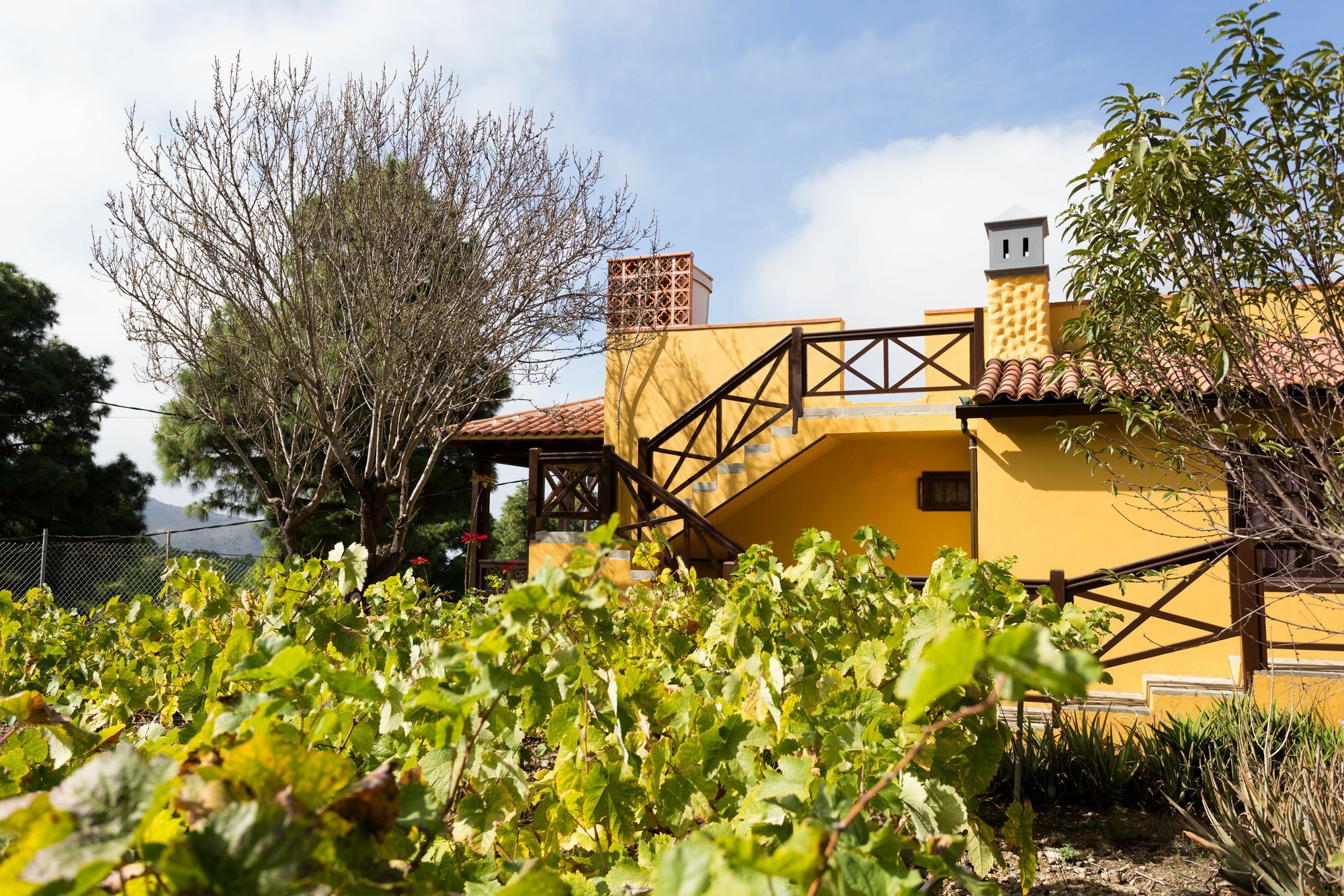 הוילה איקוד דה לוס וינוס Finca Casa Yaya מראה חיצוני תמונה